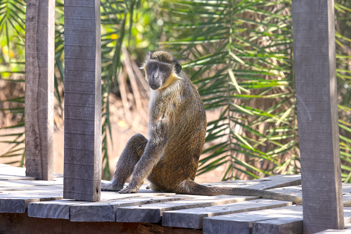 Gren Vervet Monkey